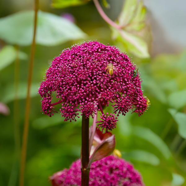 Khám Phá Sức Mạnh Của Angelica Gigas: Từ Thảo Mộc Truyền Thống Đến Công Nghệ Làm Đẹp