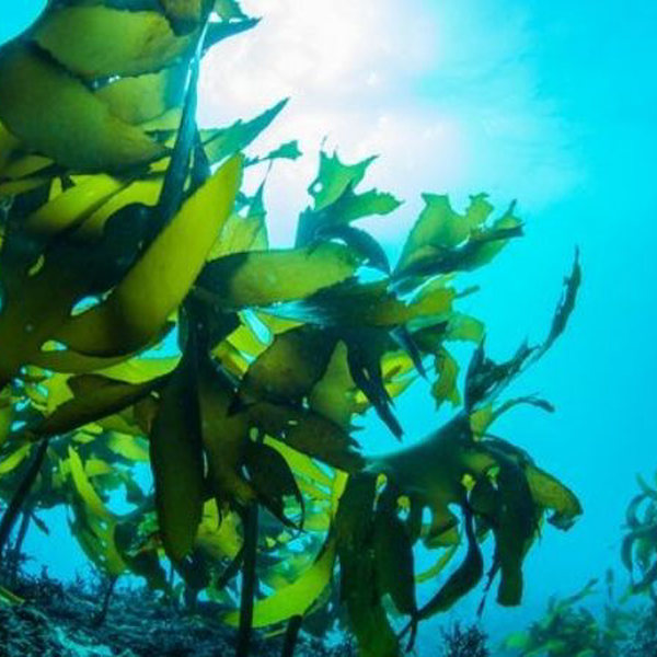 Chiết Xuất Tảo Biển (Algae Extract) – Bí Quyết Dưỡng Da Từ Đại Dương
